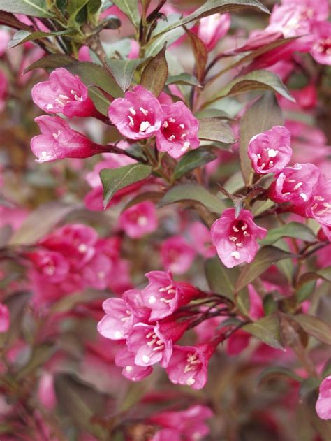 Weigela Florida - Rose Weigela, Altmodische Weigela